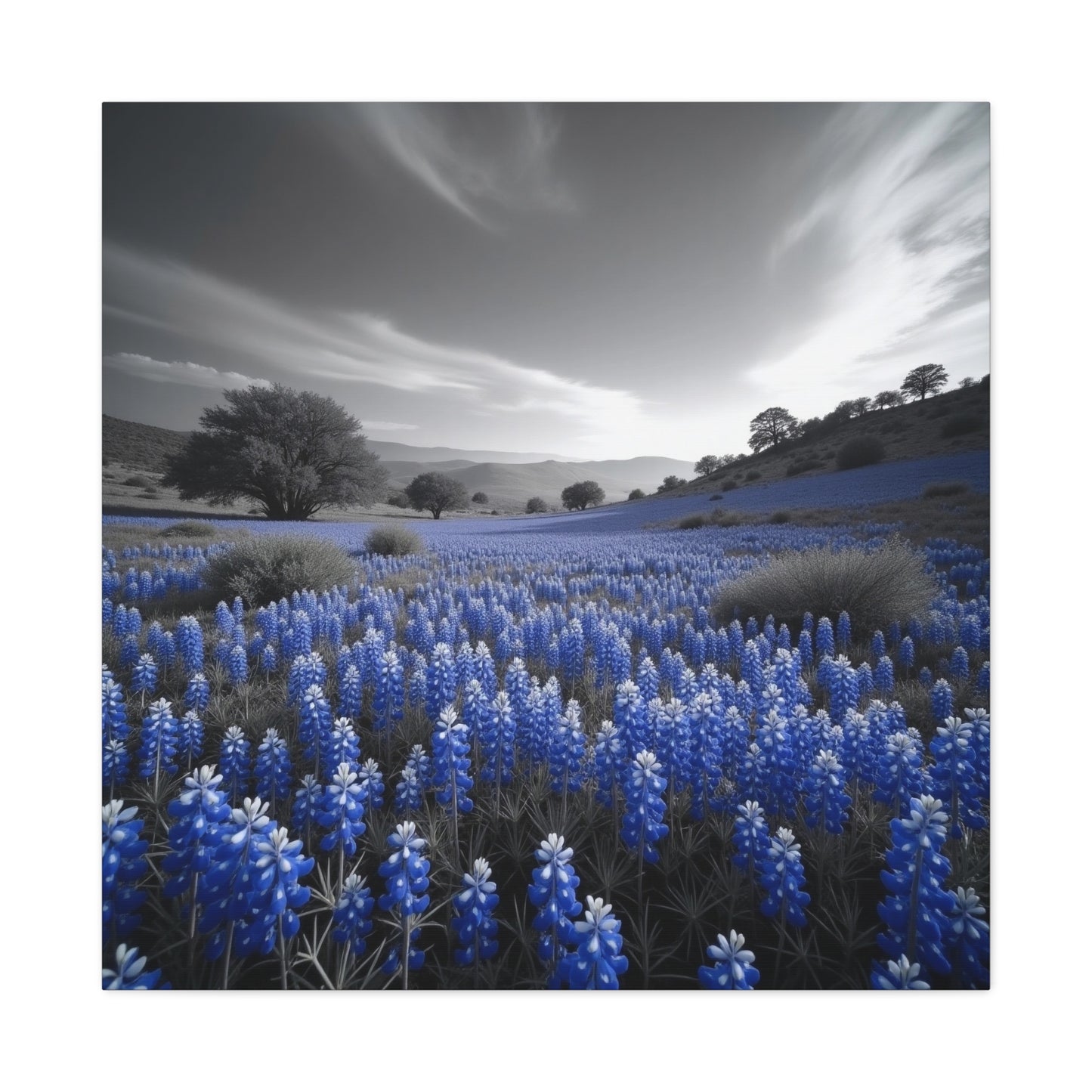 Bluebonnets Canvas Art Texas