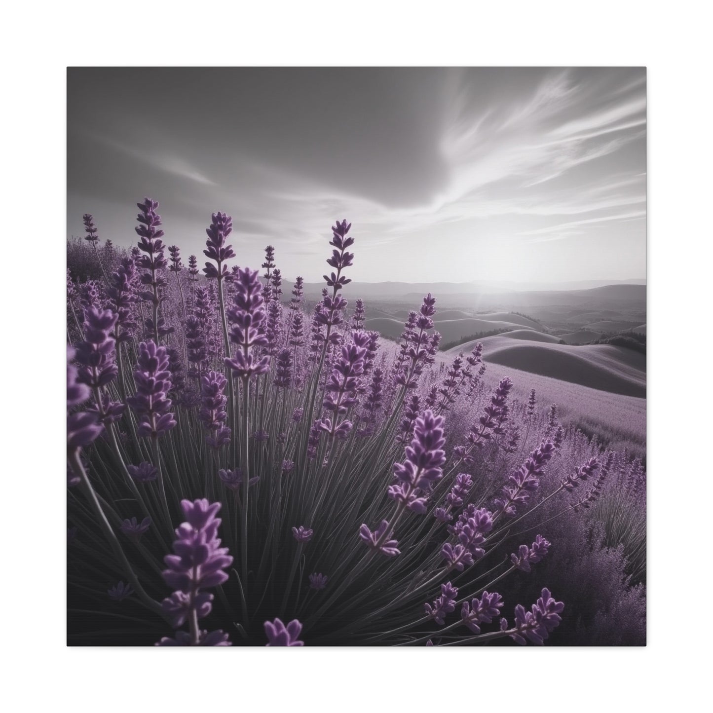 Lavender Hills Canvas Art