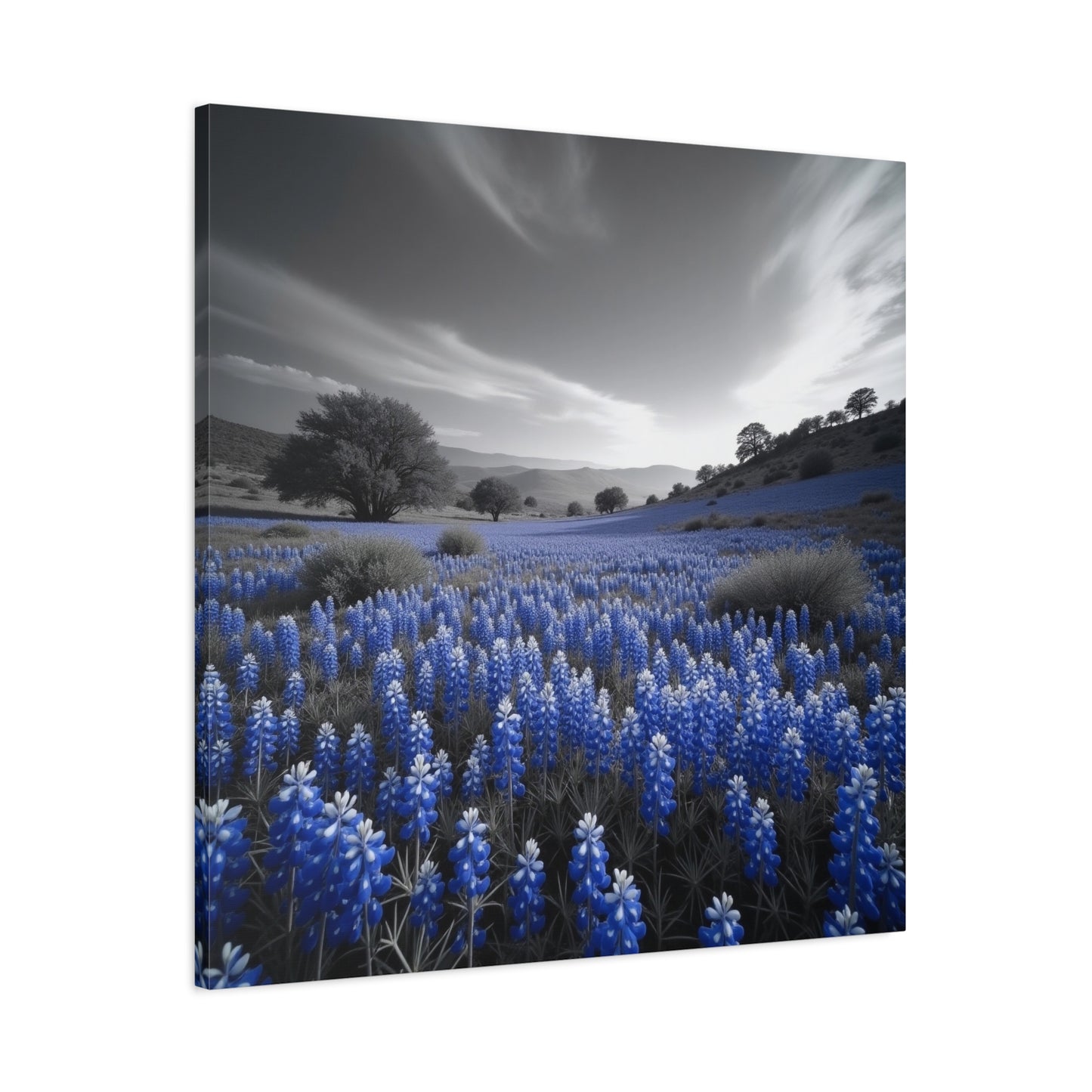 Bluebonnets Canvas Art Texas